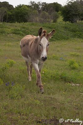 donkey,dana