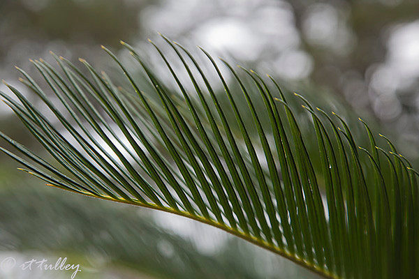 palms;sego palm