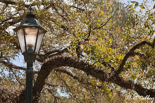 vision,lamplight