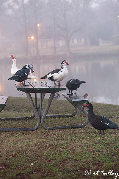 picnics,ducks on picnic table