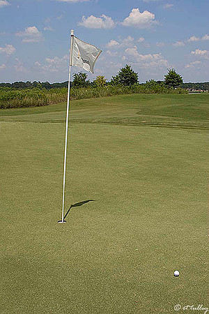 the Wetlands #1