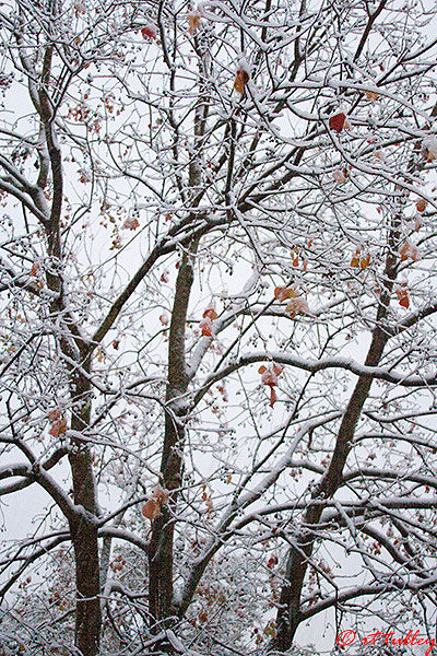 snow,sneaux