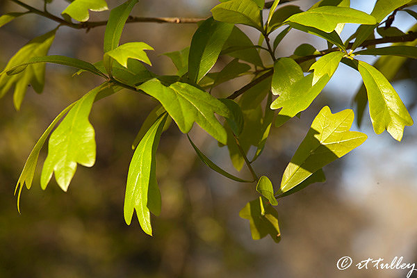 growth,new leaves