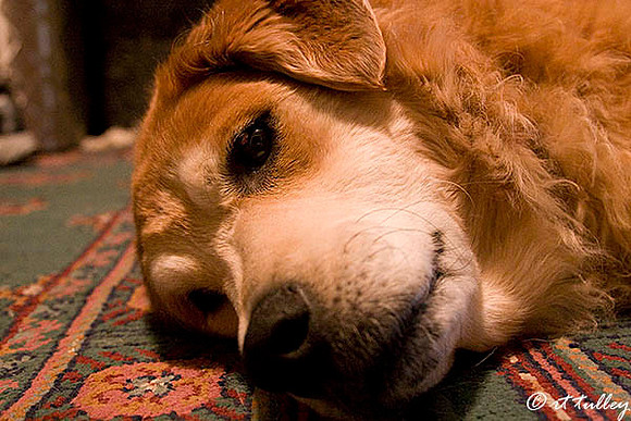 Cupcake Lying Down