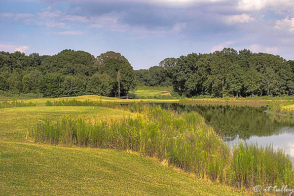 Black Bear GC #14