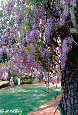 Wisteria