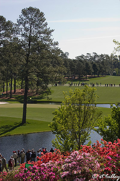 azaleas overlooking #15