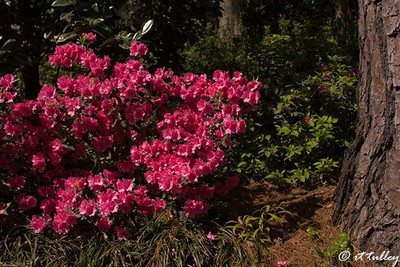 azaleas