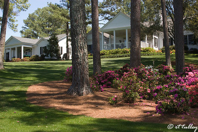 Azaleas in front of cabins at #10