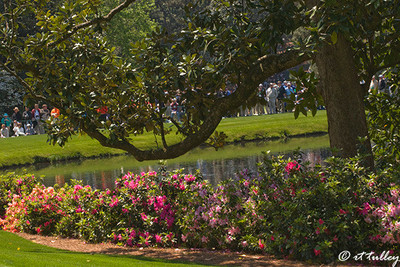 Azaleas Under Tree Next to Lake at Par Three Course