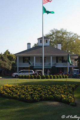 Yellow Pansies at Founder