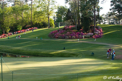 Azaleas on Hill Overlooking #16 Green