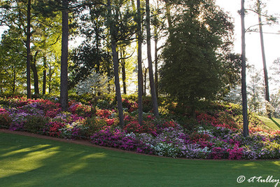 Azaleas on Hill