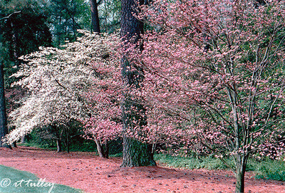 Dogwoods