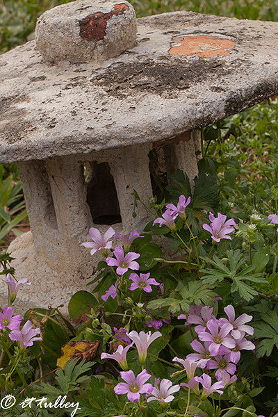 japanese lantern