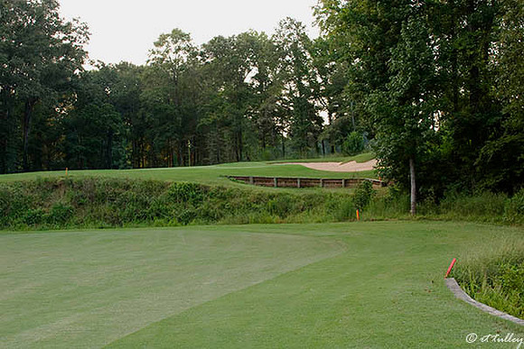Black Bear GC #10