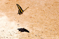 Black Bear GC Butterfly