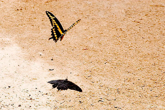 Black Bear GC Butterfly