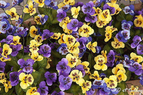 purple and gold