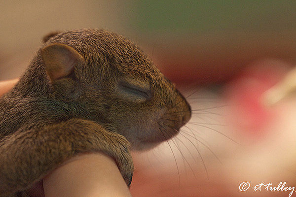 baby squirrel rescued