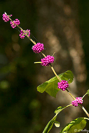 Black Bear GC Berries