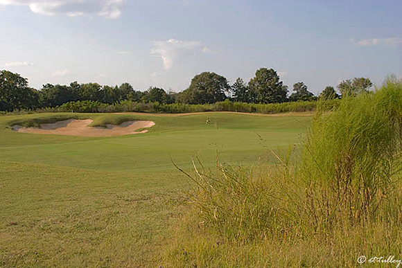 Black Bear GC #16