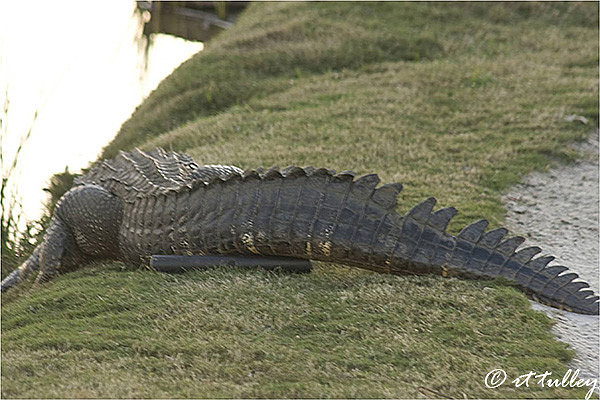 alligator on eighteenth hole