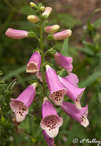 foxglove, digitalis purpurea