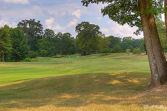 Olde Oaks Oak #4