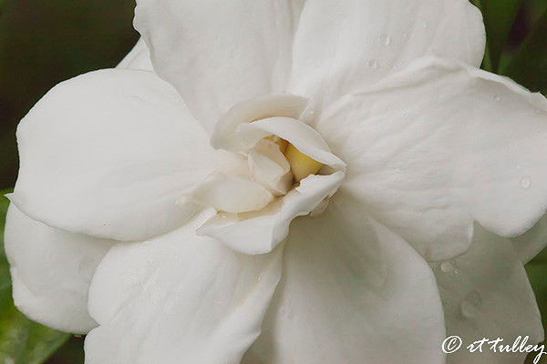 gardenia