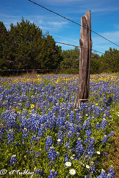 bluebonnets