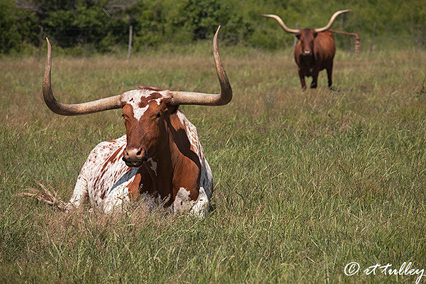 texas longhorns
