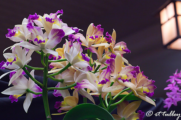 orchid show