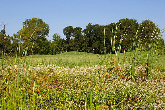 Olde Oaks Meadow #1