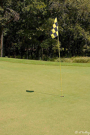 Black Bear GC #1 Green