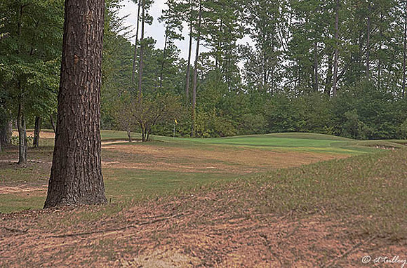 Olde Oaks Oak #5