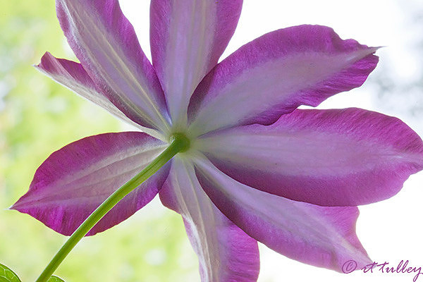 clematis back side, alternate points of view