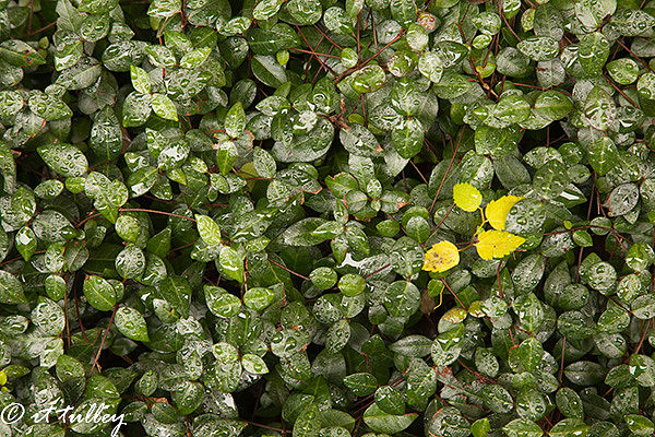 originality,ground cover with all green leaves and a few yellow