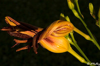 Daylilies
