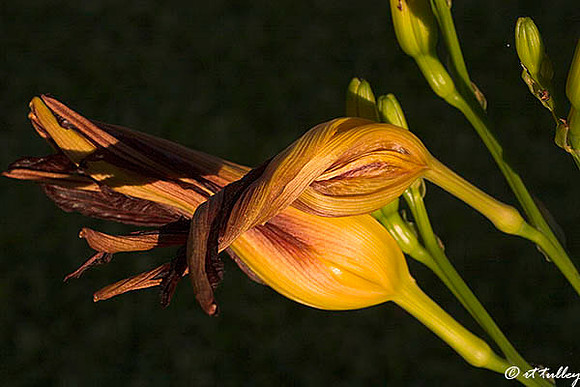 Daylilies