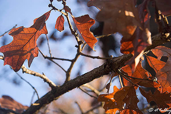 Fall Leaves