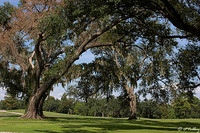 Audubon GC Oak Trees