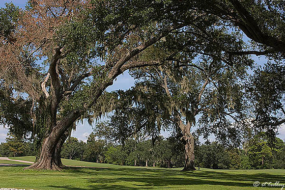 Audubon GC Oak Trees