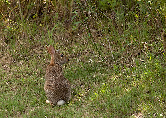 the Wetlands Rabbit