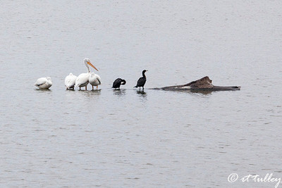 city park lake,pelicans