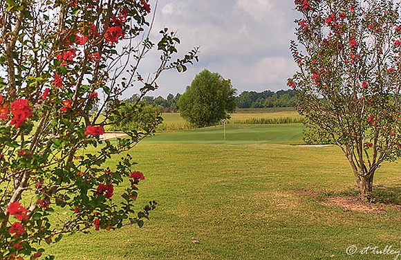 Oakwing GC #14