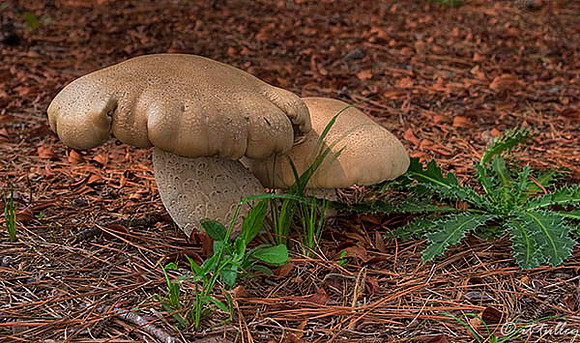 Olde Oaks Mushroom