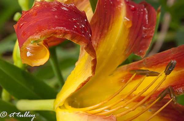 day lily, "swan"