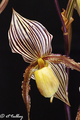 paphiopedilum; slipper orchid
