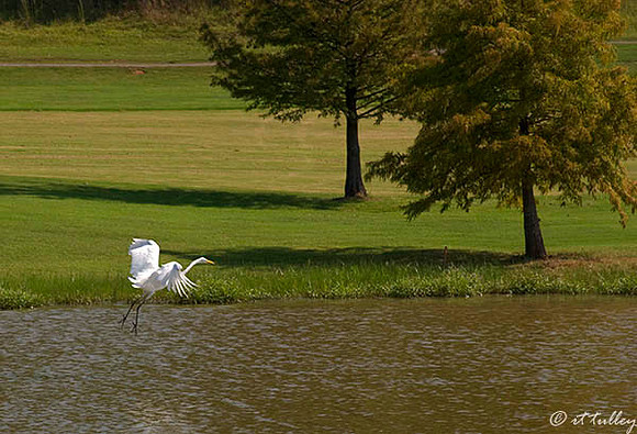 Olde Oaks Egret Landing